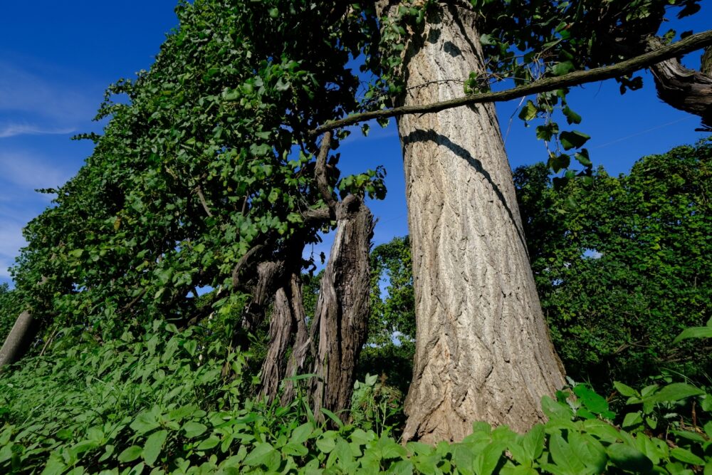 Azienda Agricola Cavasete