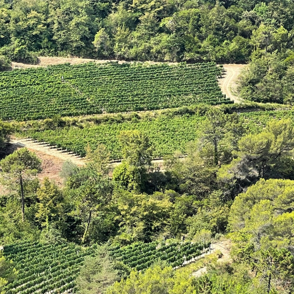  Rossese di Dolceacqua