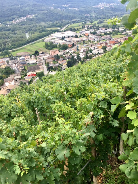 Vigna Sassina con vista su Sondrio