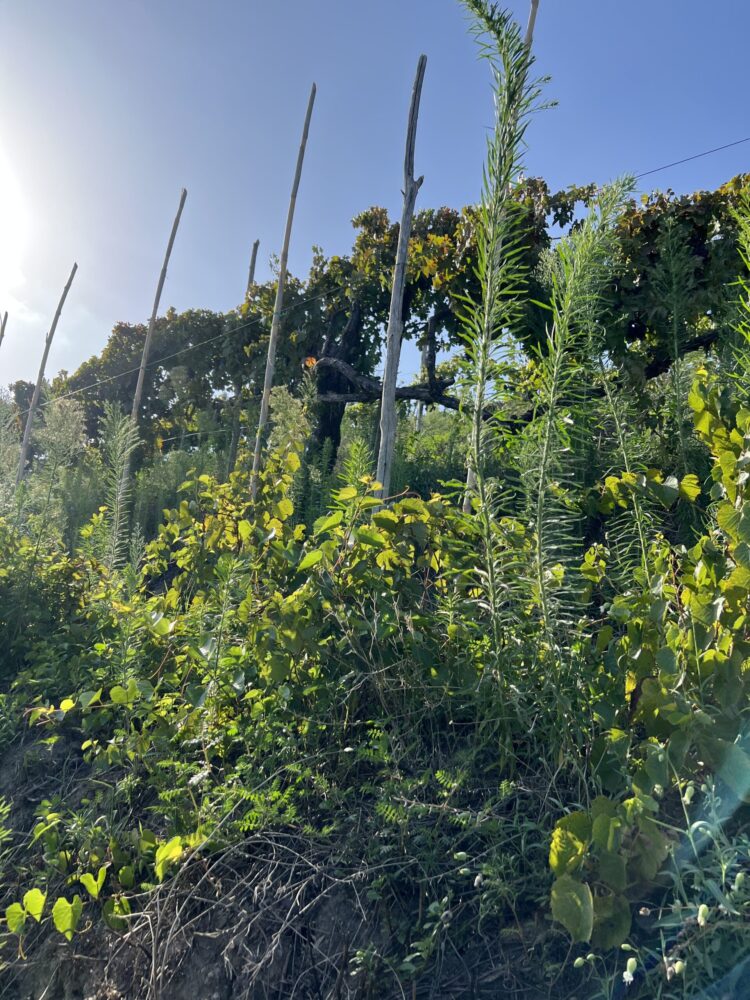 Campania Stories - Vigneti Agnanum