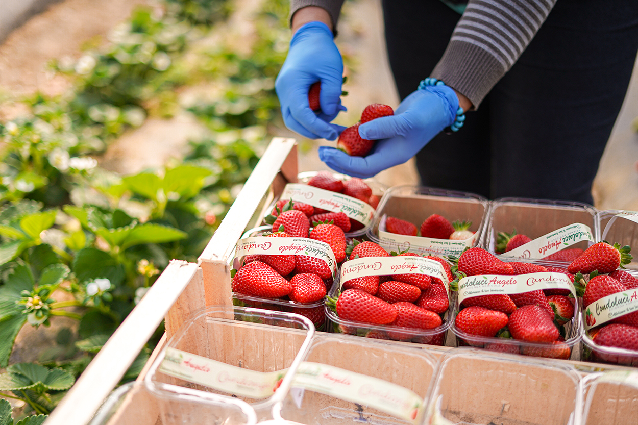 Azienda Agricola Unifruit Condoluci 1960 - Fragole
