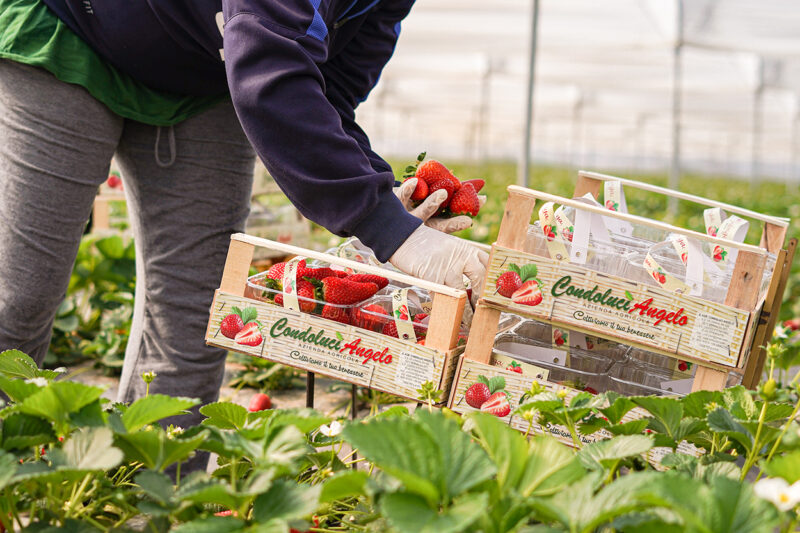 Azienda Agricola Unifruit Condoluci 1960 - Fragole