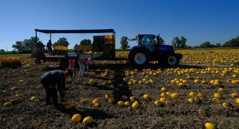 Azienda Agricola Unifruit Condoluci 1960 - Coltivazione di Meloni Gialli