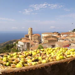 Fichi secchi- essiccazione al sole