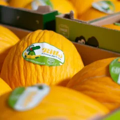 Azienda Agricola Unifruit Condoluci 1960 - Melone Giallo