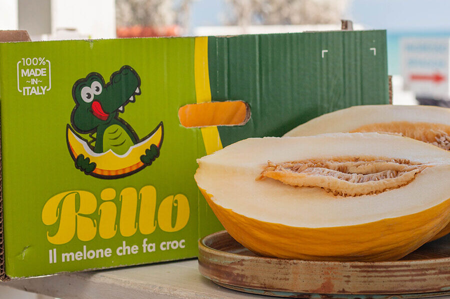 Melone giallo "Rillo" - Azienda Agricola Unifruit Condoluci 1960