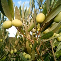 Olive Il Bagolaro