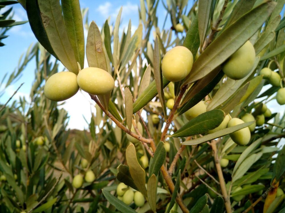 Olive Il Bagolaro