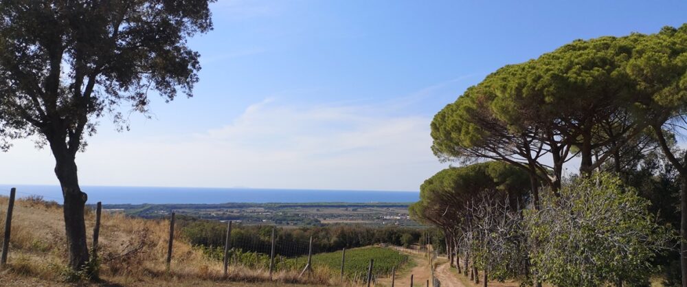 Bolgheri - panorama