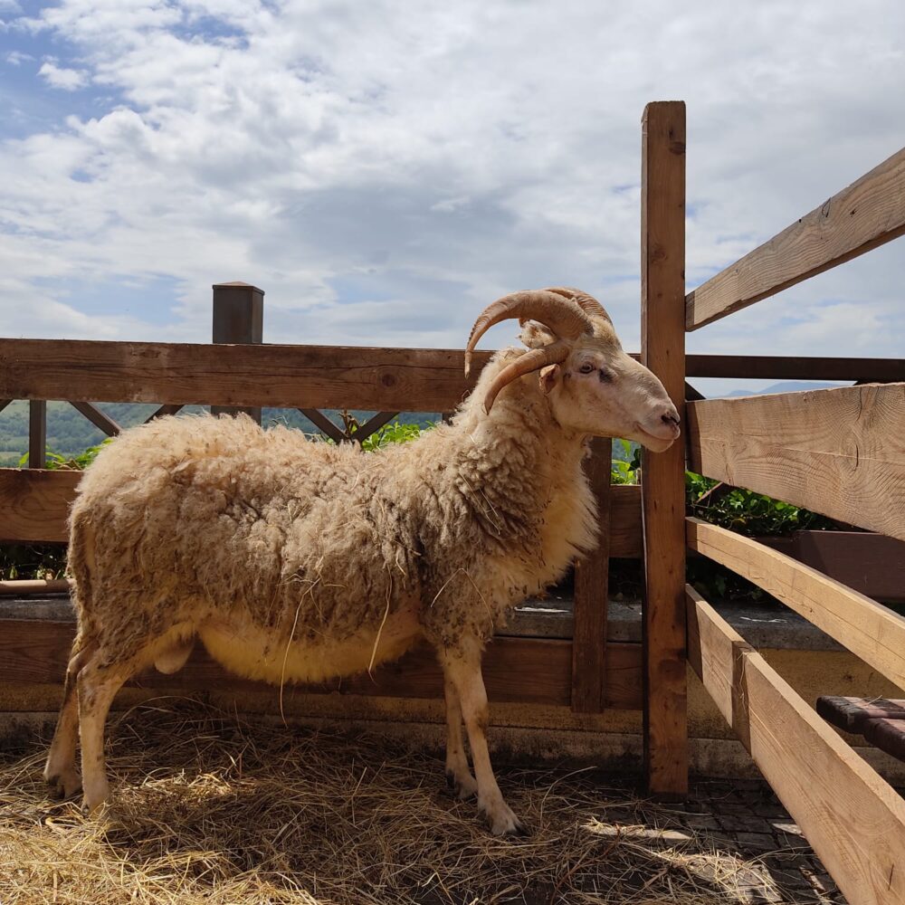 la pecora quadricorna