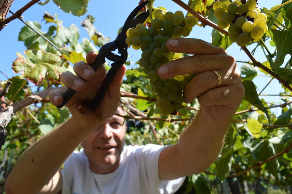 Massimo Setaro in vendemmia