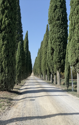 Viale dei Cipressi