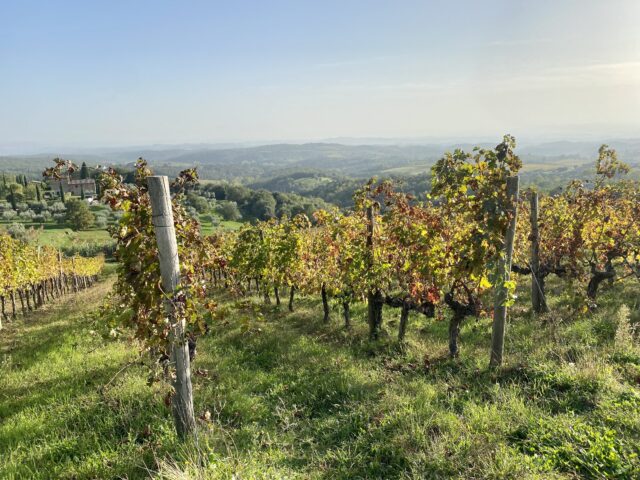 Vigneti Tenuta di Arceno