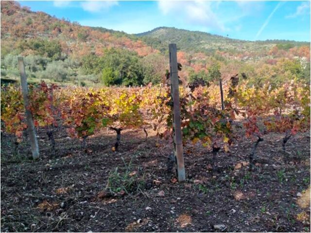 Vigne sulle falde del Massico