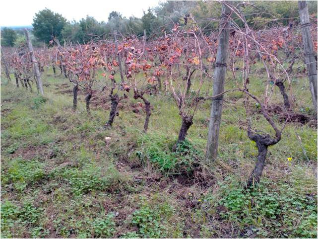 Vigne secolari di primitivo