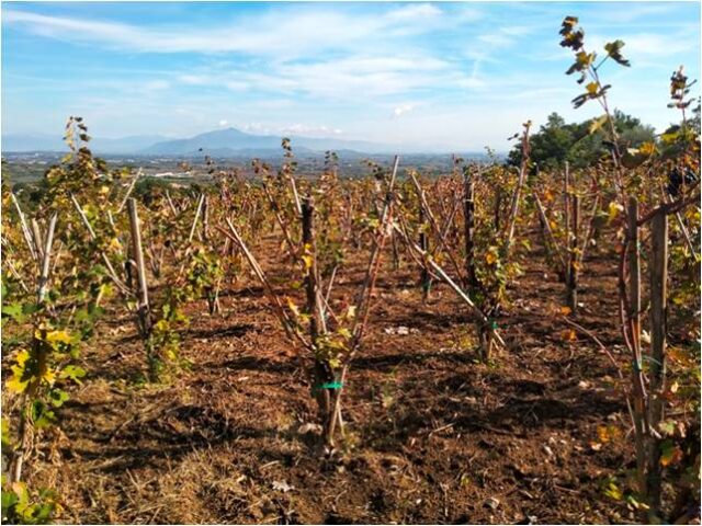 Vigneti Papa - Prove tecniche di alberello