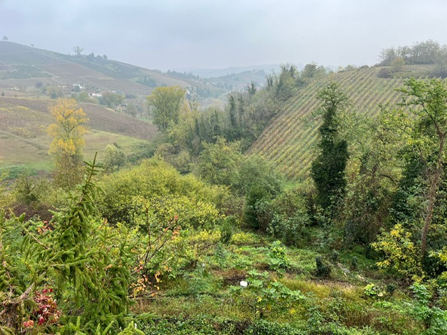 Particolare di vigna in forte pendenza nella zona storica