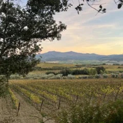 Benvenuto Brunello - Vigna