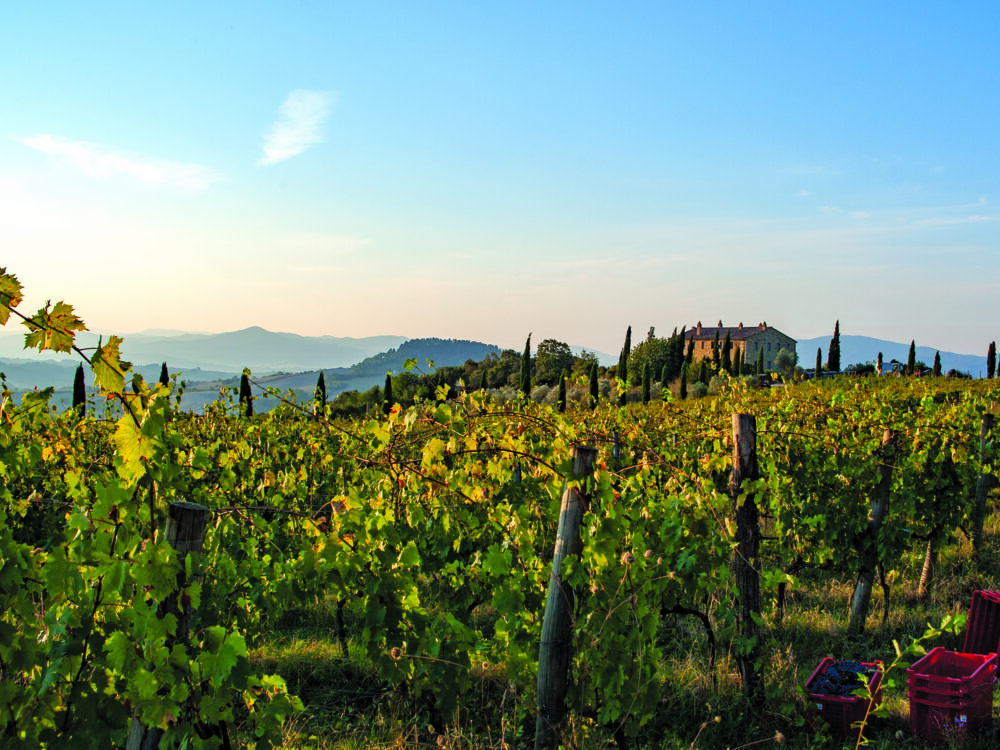 COLLINE ALBELLE _ vigneto e villa