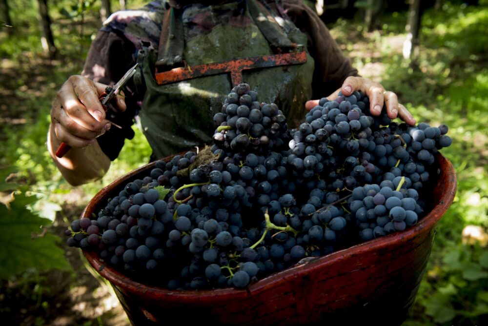 Cantina Tollo - andrea di fabio - vendemmia