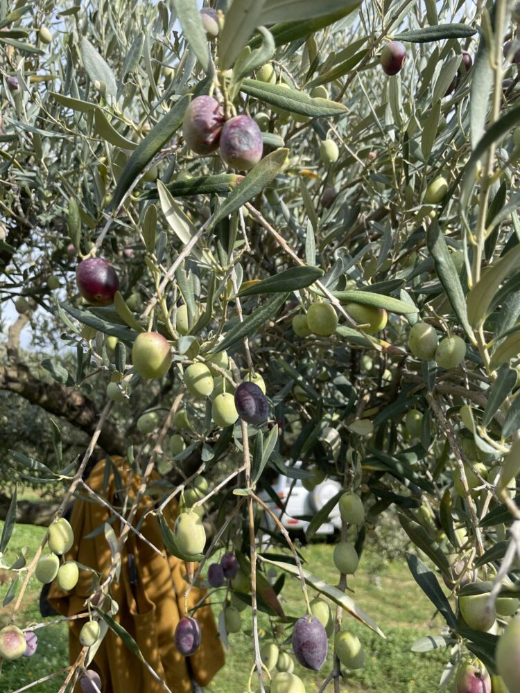 Olivo di Biancolilla