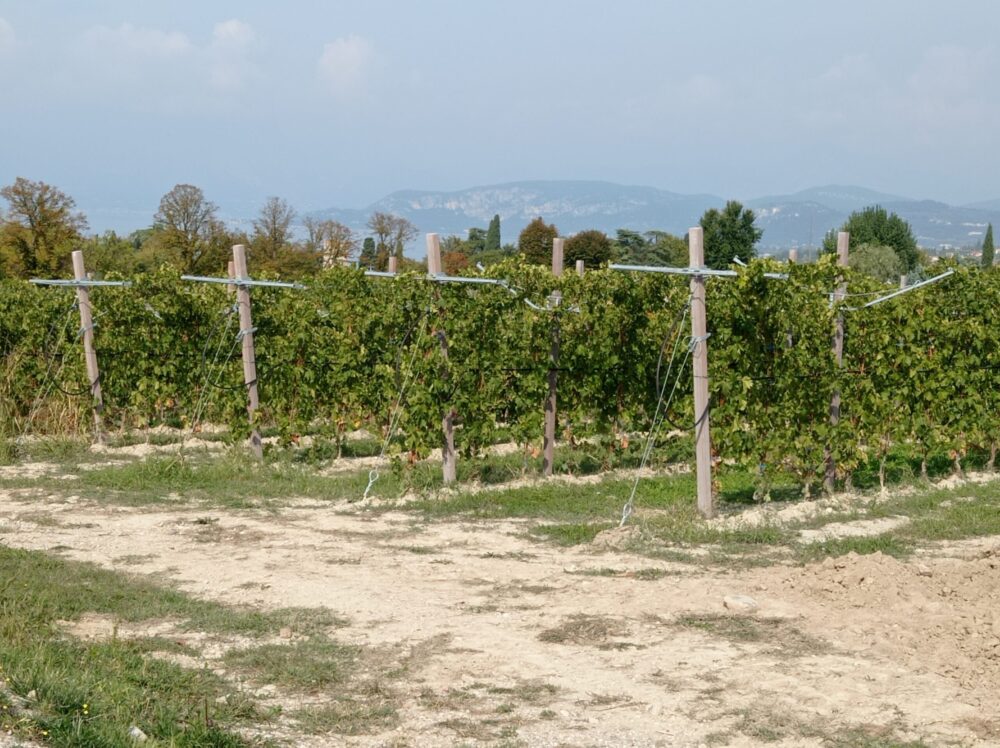 Vigne coltivate all'interno del complesso turistico Natiia
