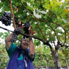 Andriano - vendemmia