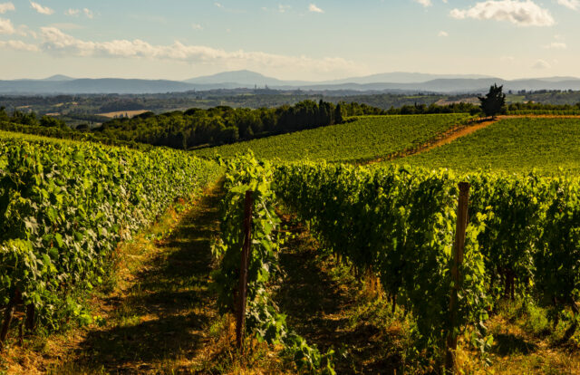 San Felice - Vigne