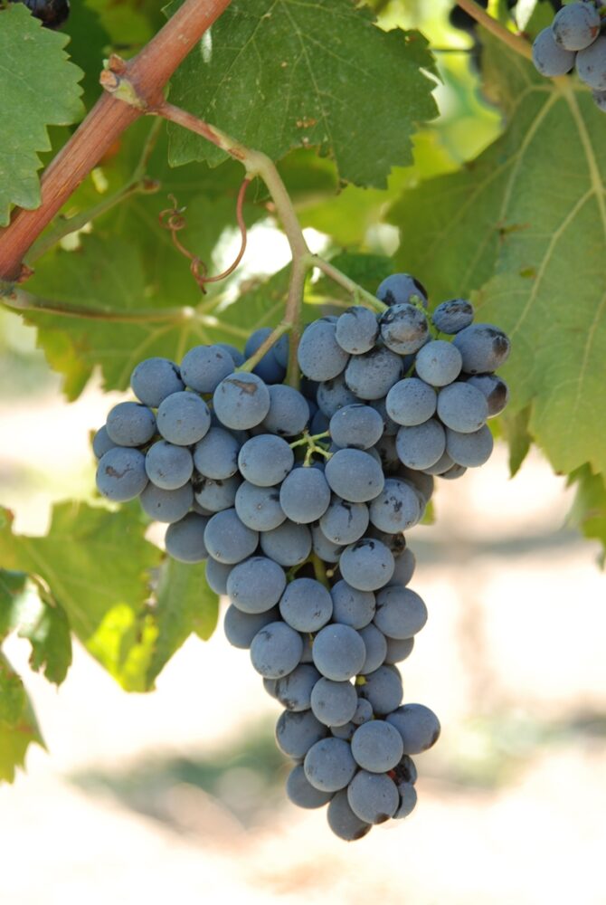 Nero d'Avola