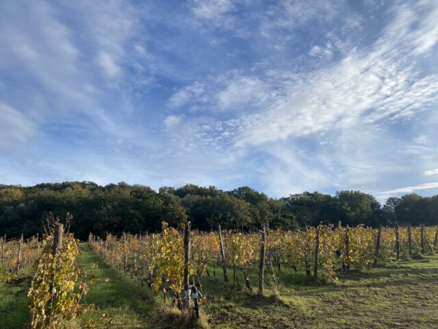 Vigneto-a-ridosso-del-Bosco-della-Capita