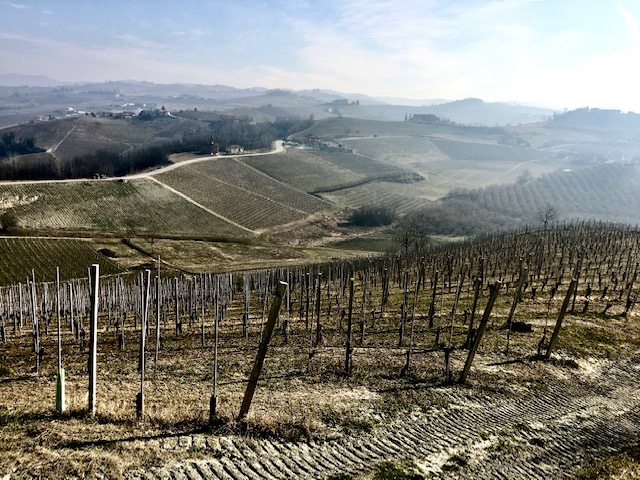 I vigneti su Bricco Appiani, guardano Monforte d'Alba