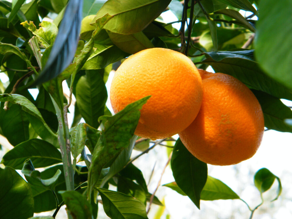 Arancia di Sorrento