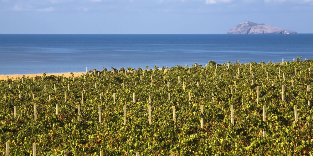 Carignano del sulcis - vigne - santadi