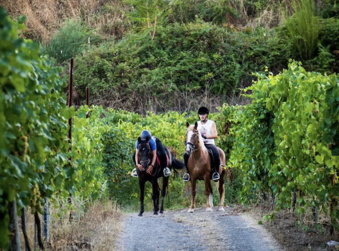 Sorrentino Vesuvio Vite Vulcaniche Wine Experience