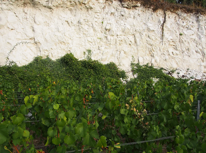 Il Gesso Terroir champagne Encry