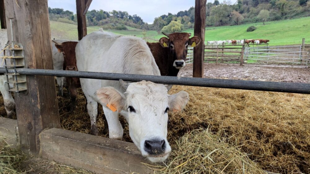 Solaria, azienda agricola Boccea - i vitelli maschi