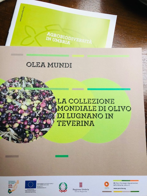 Collezione Olea Mundi