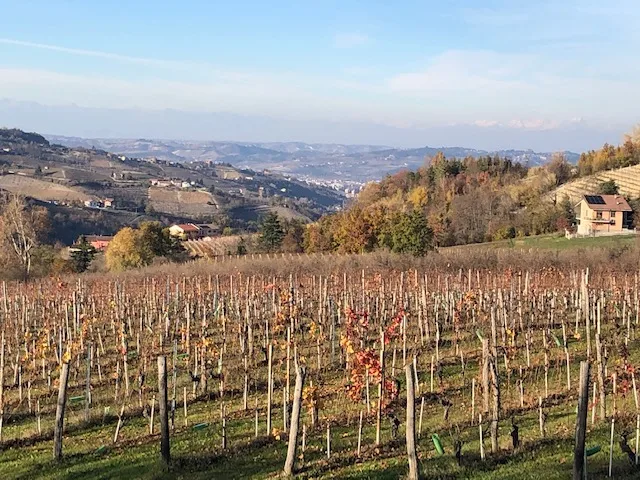 Vigneto piantato a dolcetto