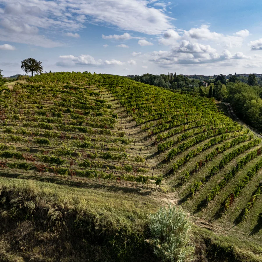 Res Ferraris- Castagnole Monferrato - Vendemmia