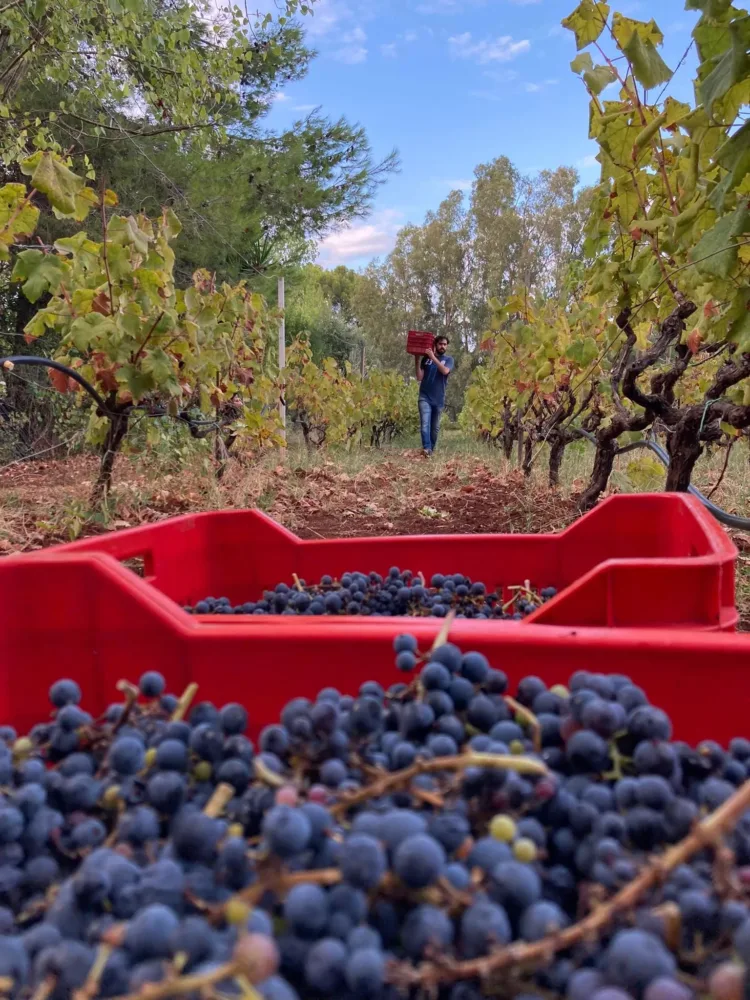 Vendemmia Karsanikos