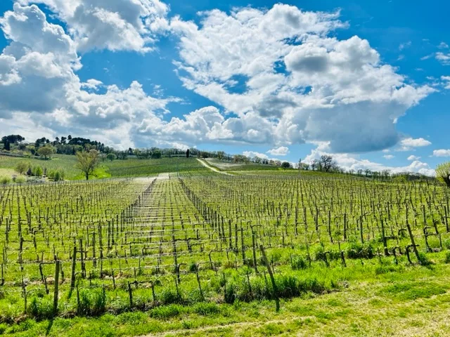 Le Vigne e il Cielo di Anteprima