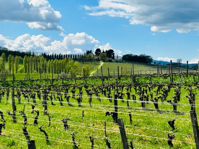 Le Vigne e il Cielo di Anteprima