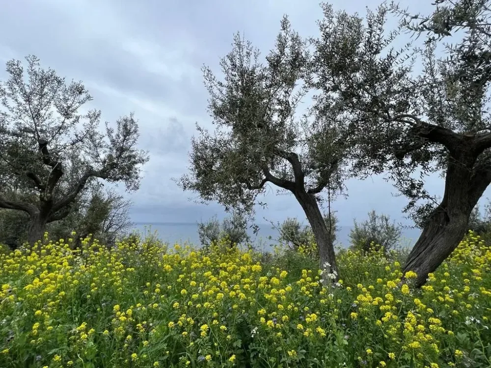 Le zone dell'olio Oro di Capri