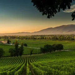 Vigneti Arnaldo Caprai