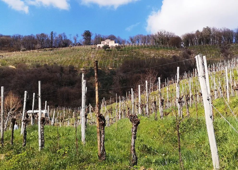 ColFondo Agricolo - colline