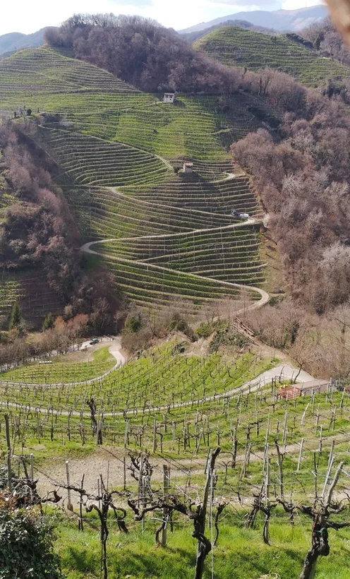 ColFondo Agricolo - colline