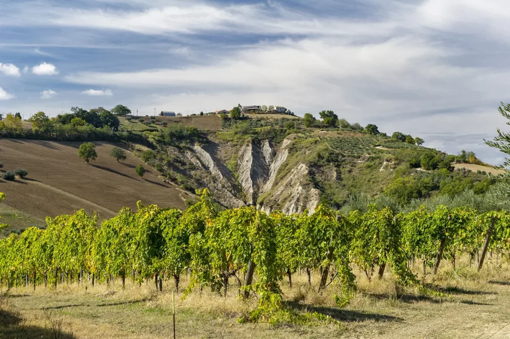 Calanchi e Vigne