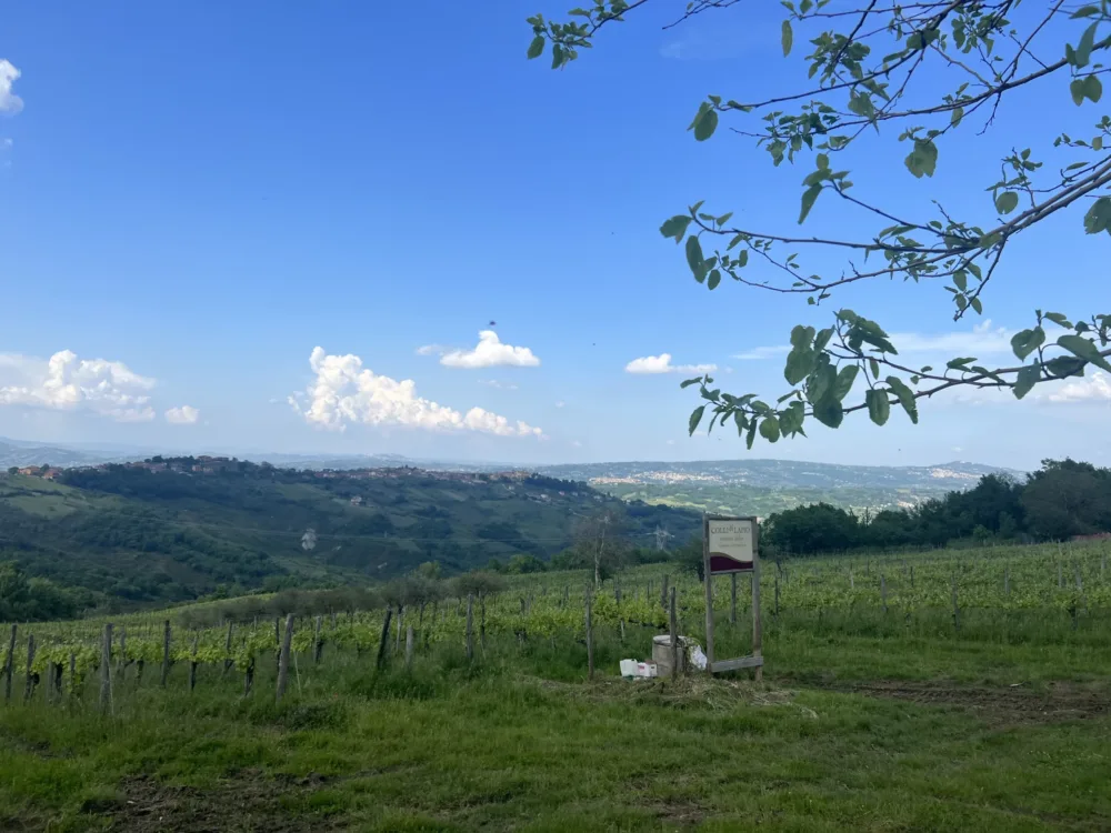 CampaniaStories - Vigneto Irpinia