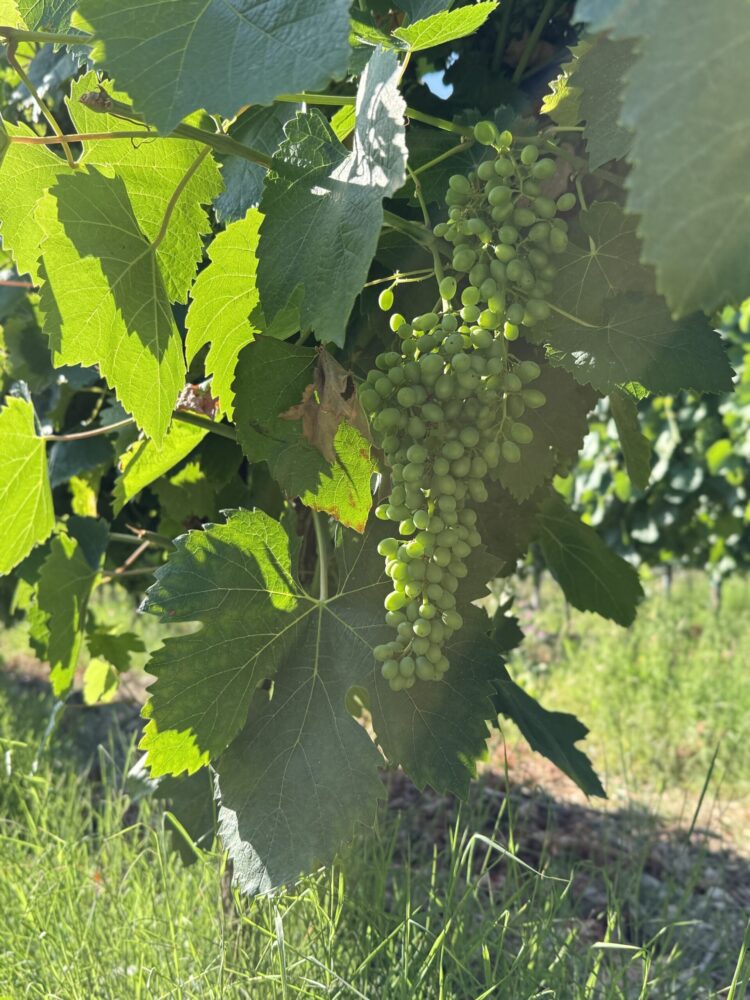 Falanghina del beneventano - Ocone Taburno Wine County