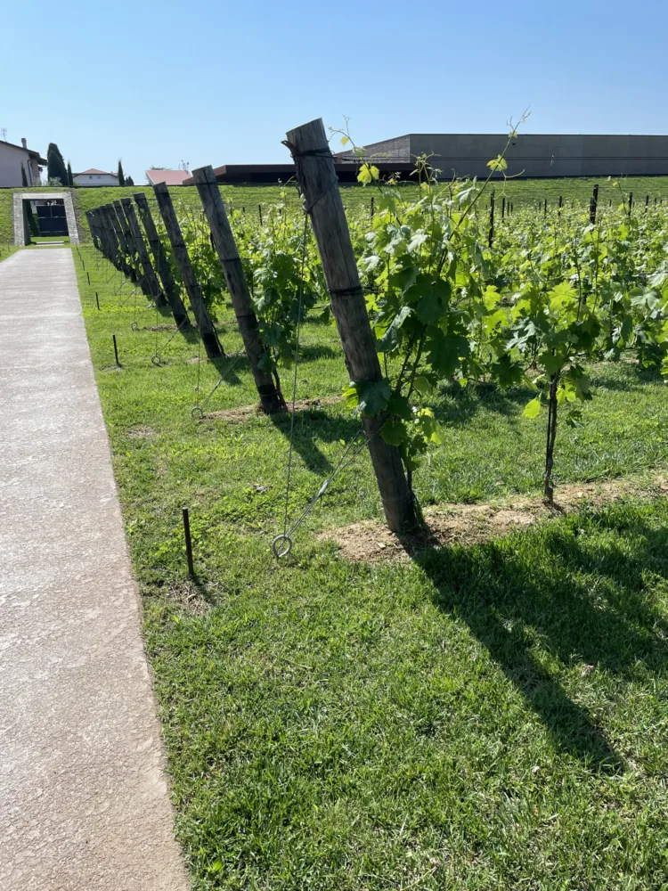 La nuova cantina Lunae mimetizzata tra le vigne